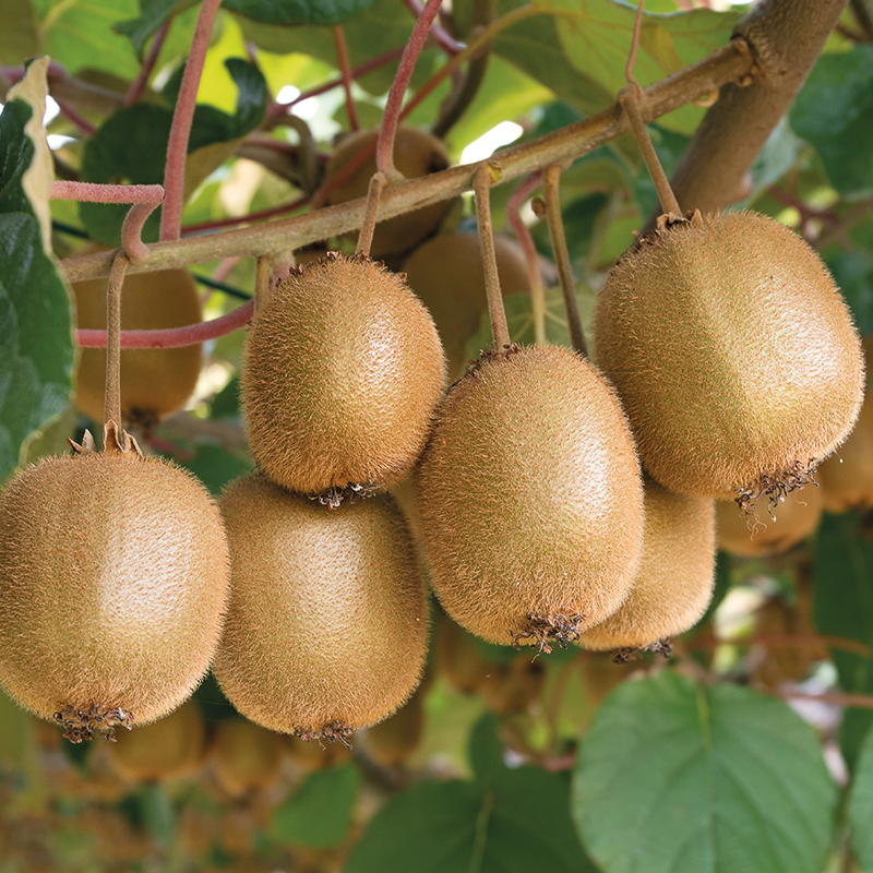 pianta-di-kiwi