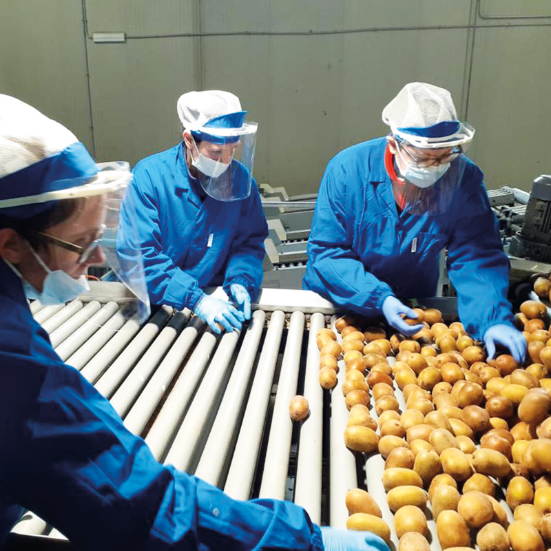 produzione-kiwi